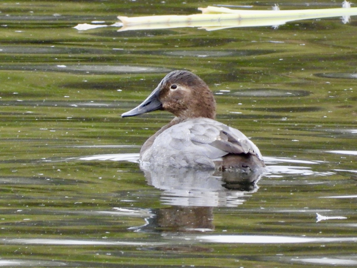 Canvasback - ML190683251