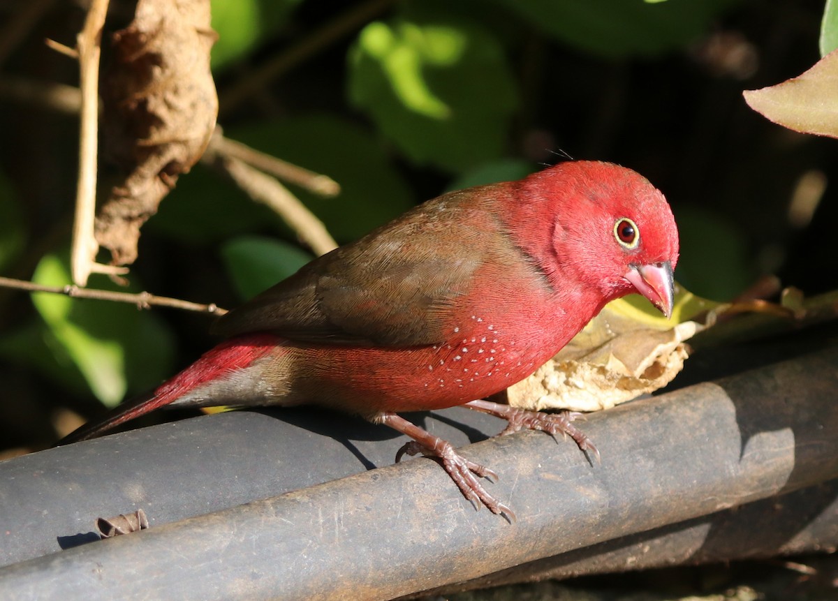 Red-billed Firefinch - ML190683711