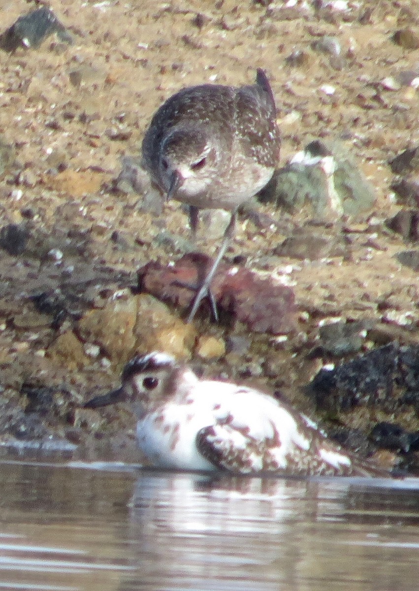 Black-bellied Plover - ML190684921