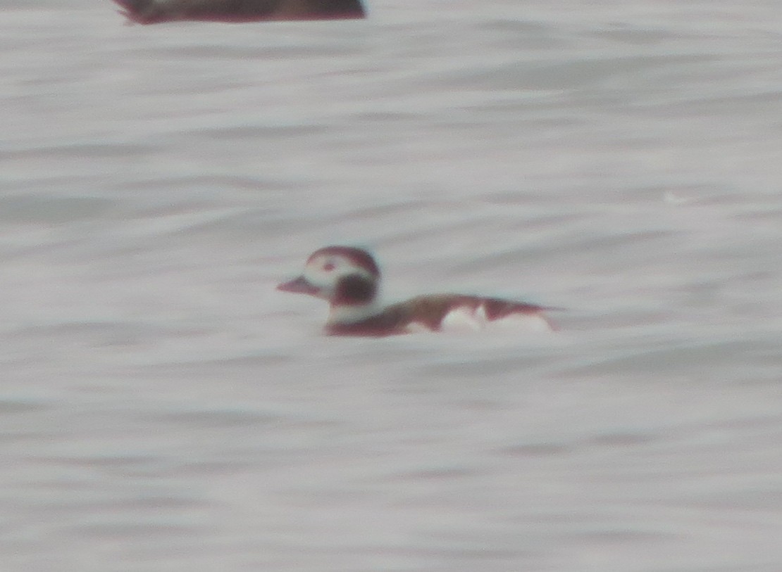 Long-tailed Duck - ML190685161