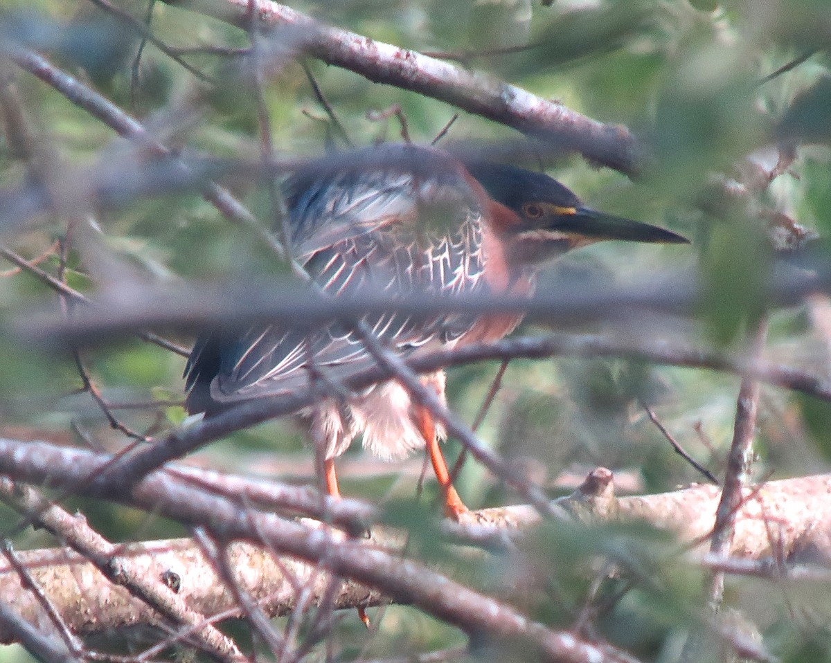 Green Heron - ML190685641