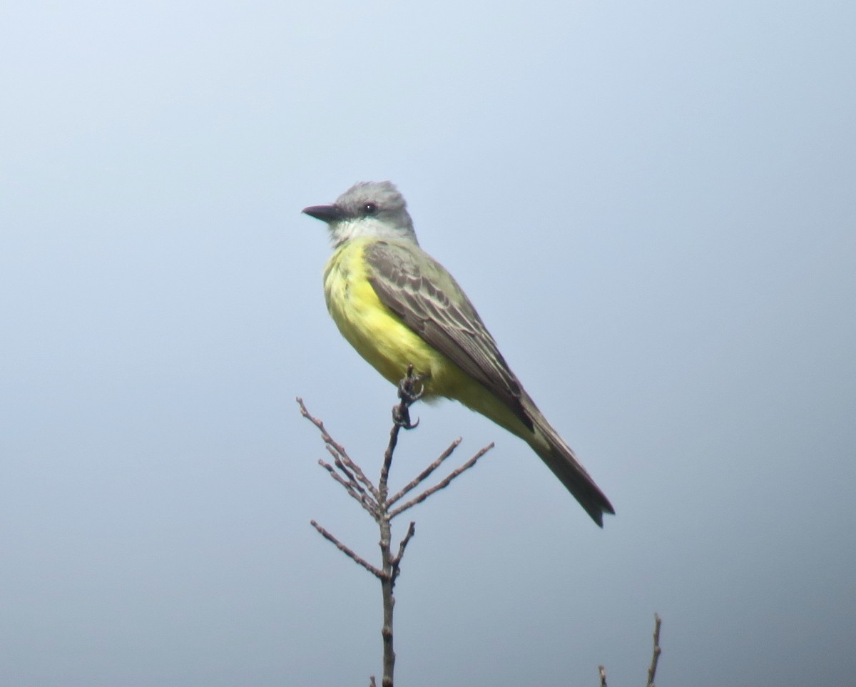 Couch's Kingbird - ML190687801