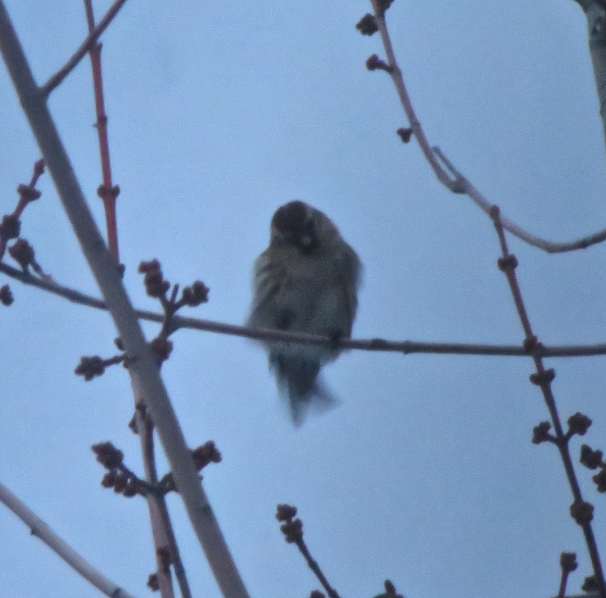 Common Redpoll - ML190688011