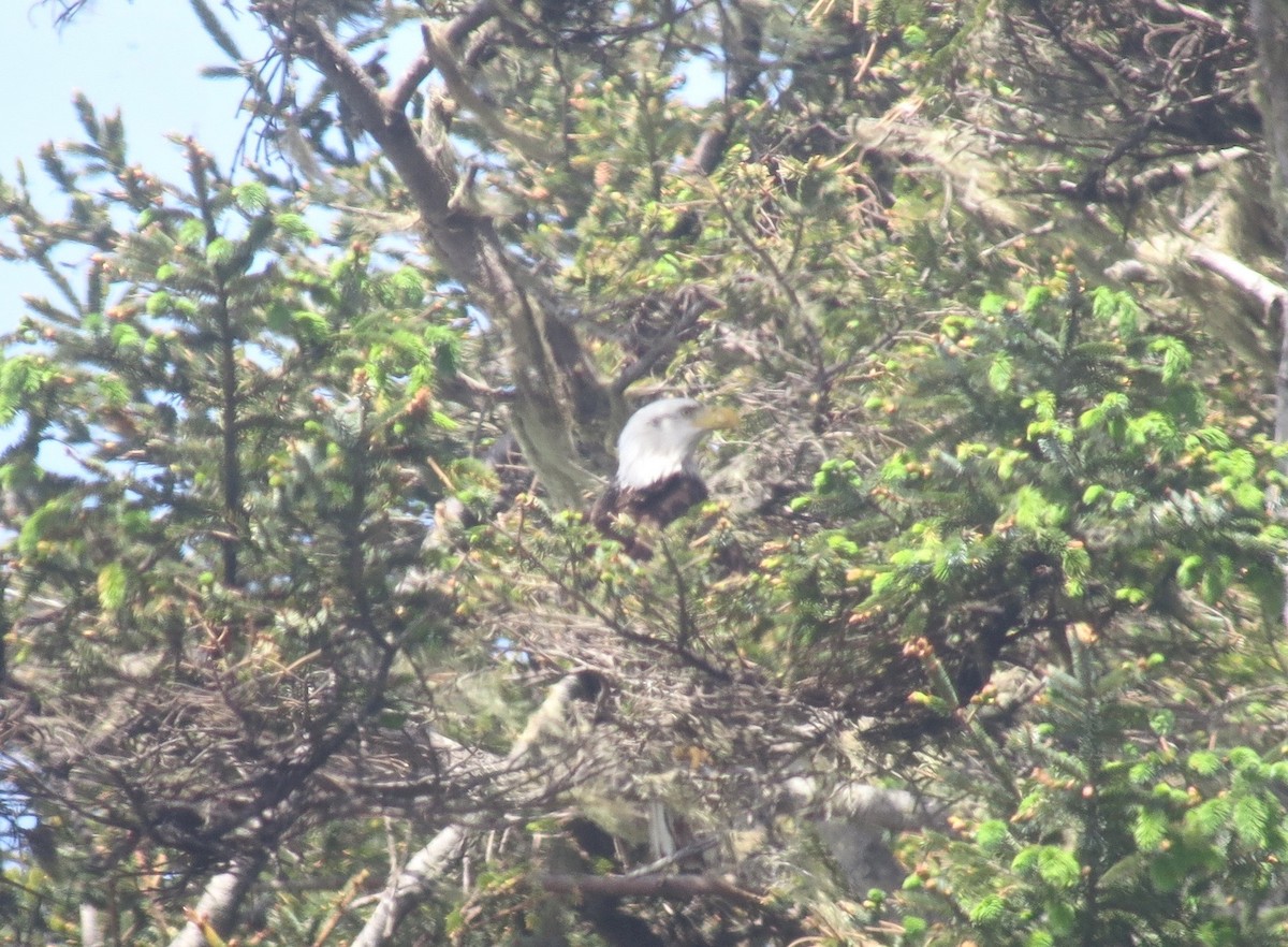 Bald Eagle - ML190688601