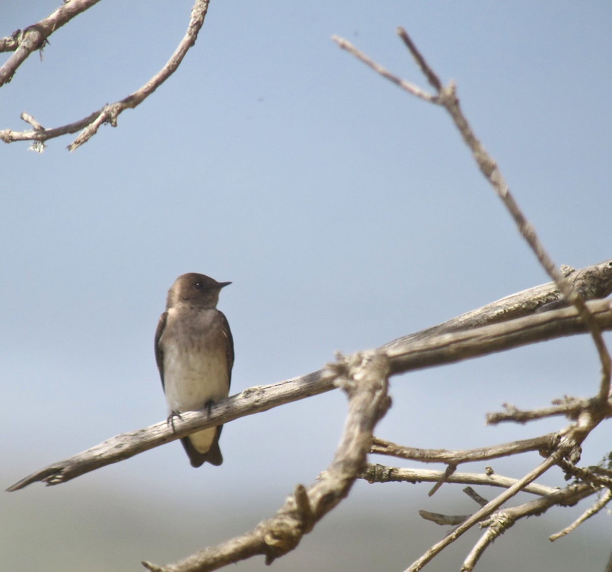 Northern Rough-winged Swallow - Cédric Duhalde