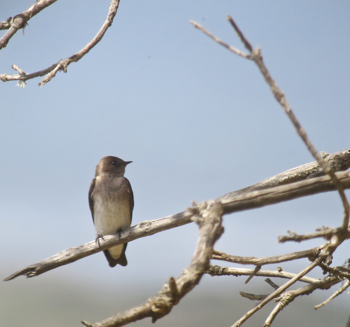 Hirondelle à ailes hérissées - ML190688621