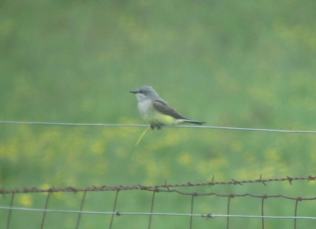 Western Kingbird - ML190688701