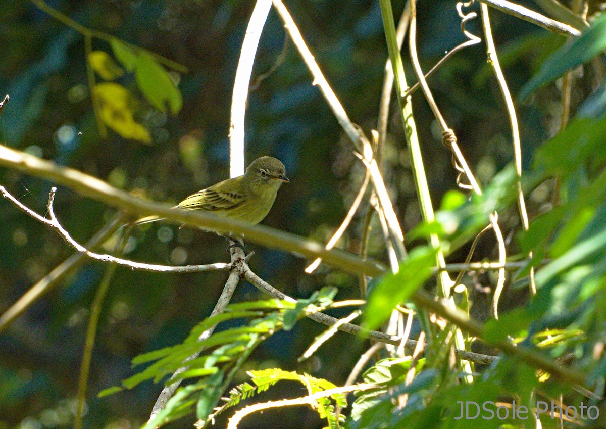 Hangnest Tody-Tyrant - Jeffery Sole