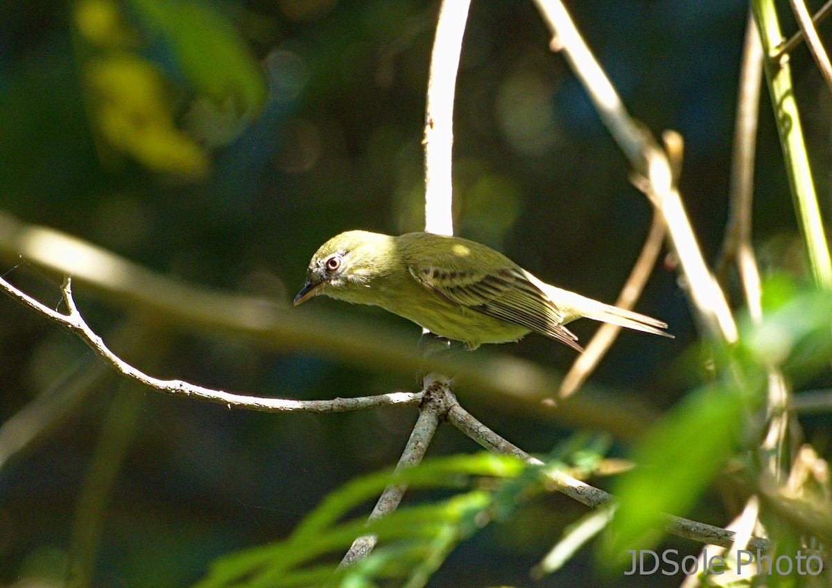 Hangnest Tody-Tyrant - ML190689251