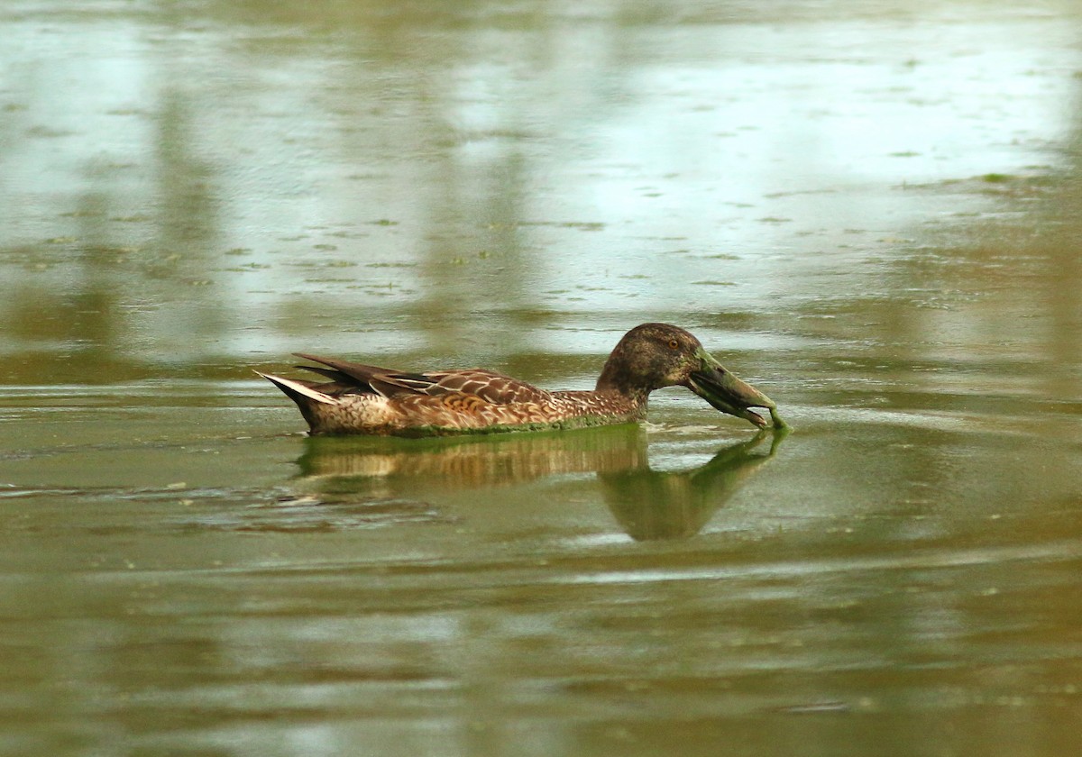 Northern Shoveler - ML190689631