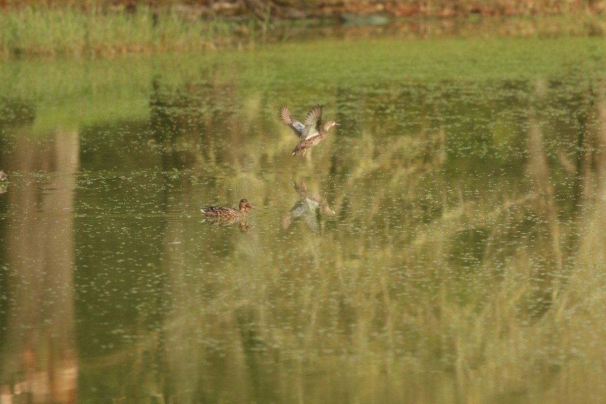 Blue-winged Teal - ML190689651