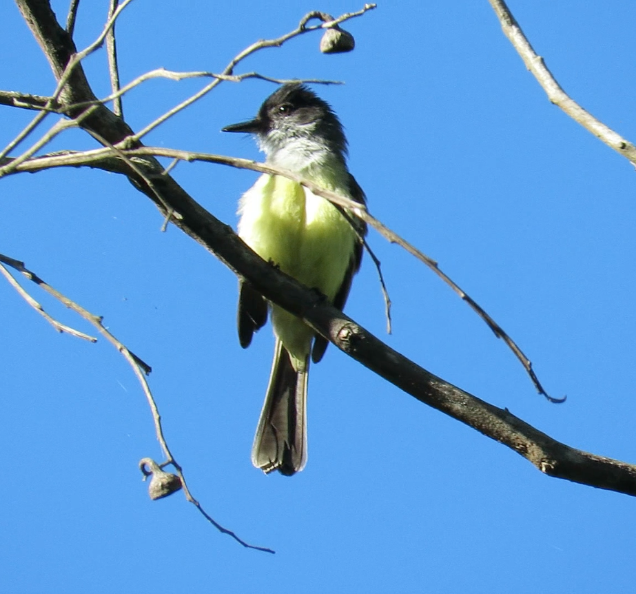 Dusky-capped Flycatcher - ML190690201