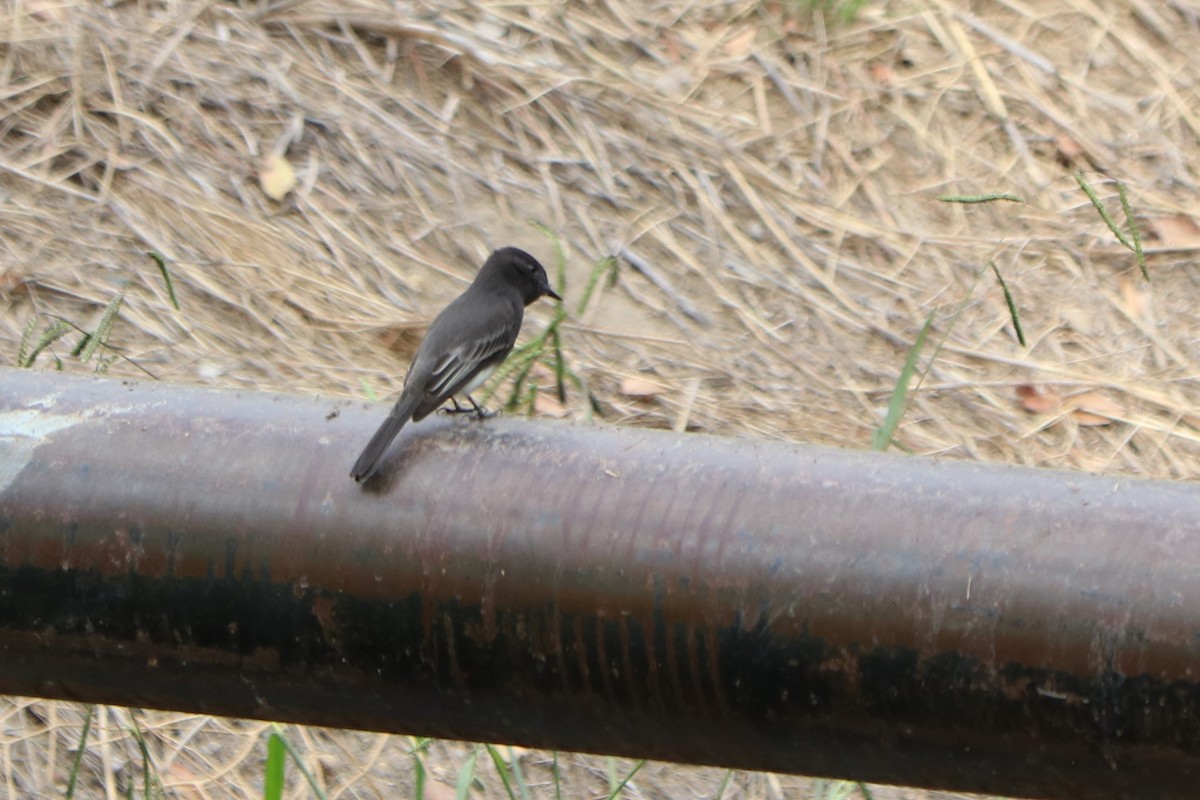 Black Phoebe - Sara Masuda