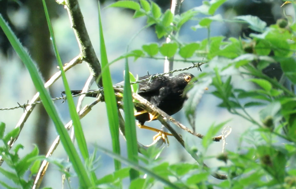 Glossy-black Thrush - ML190694421