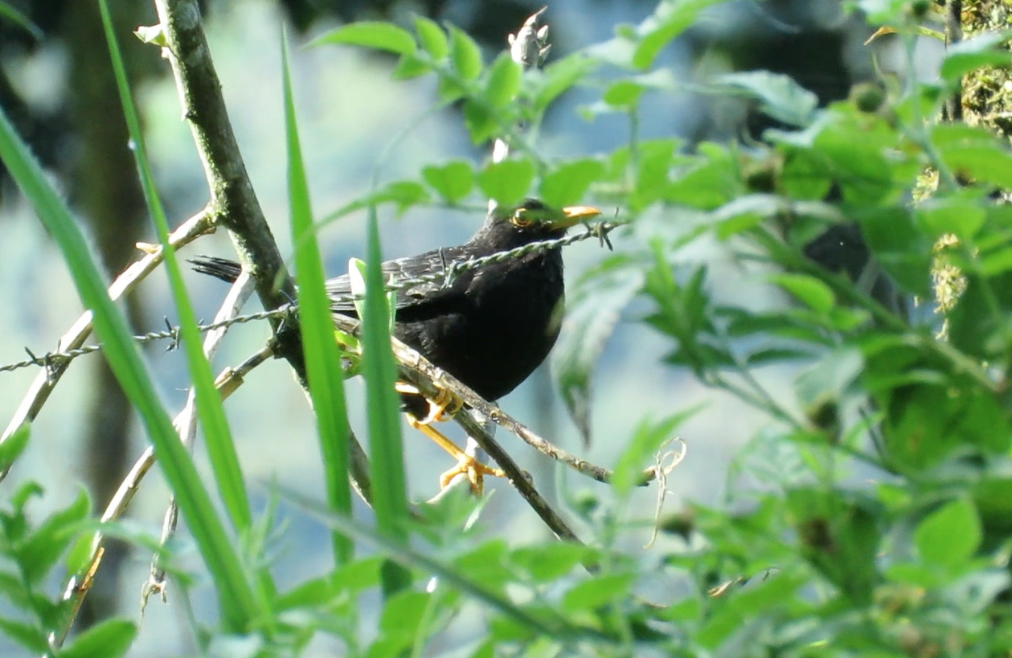 Glossy-black Thrush - ML190694431