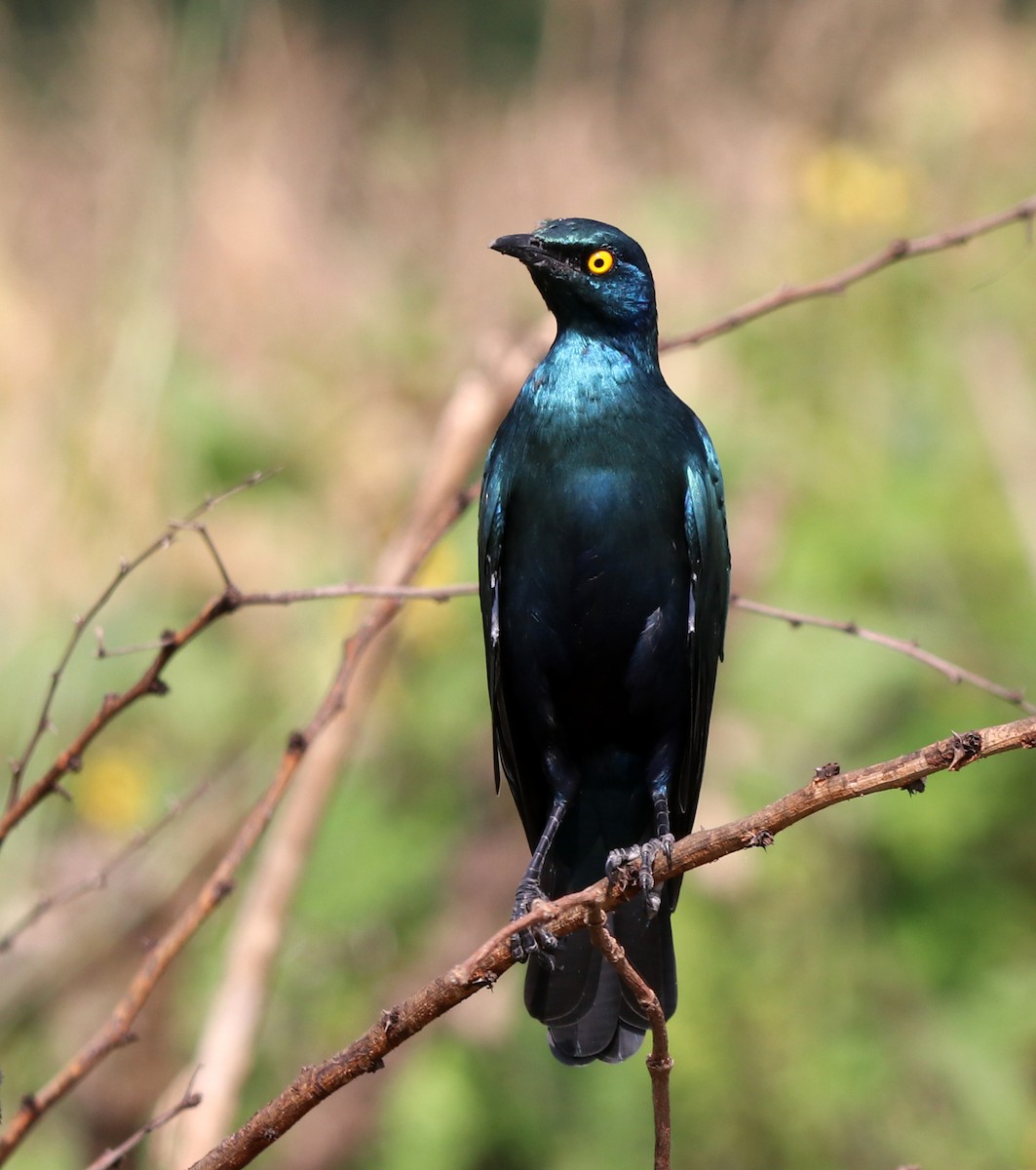 Choucador à oreillons bleus - ML190695451