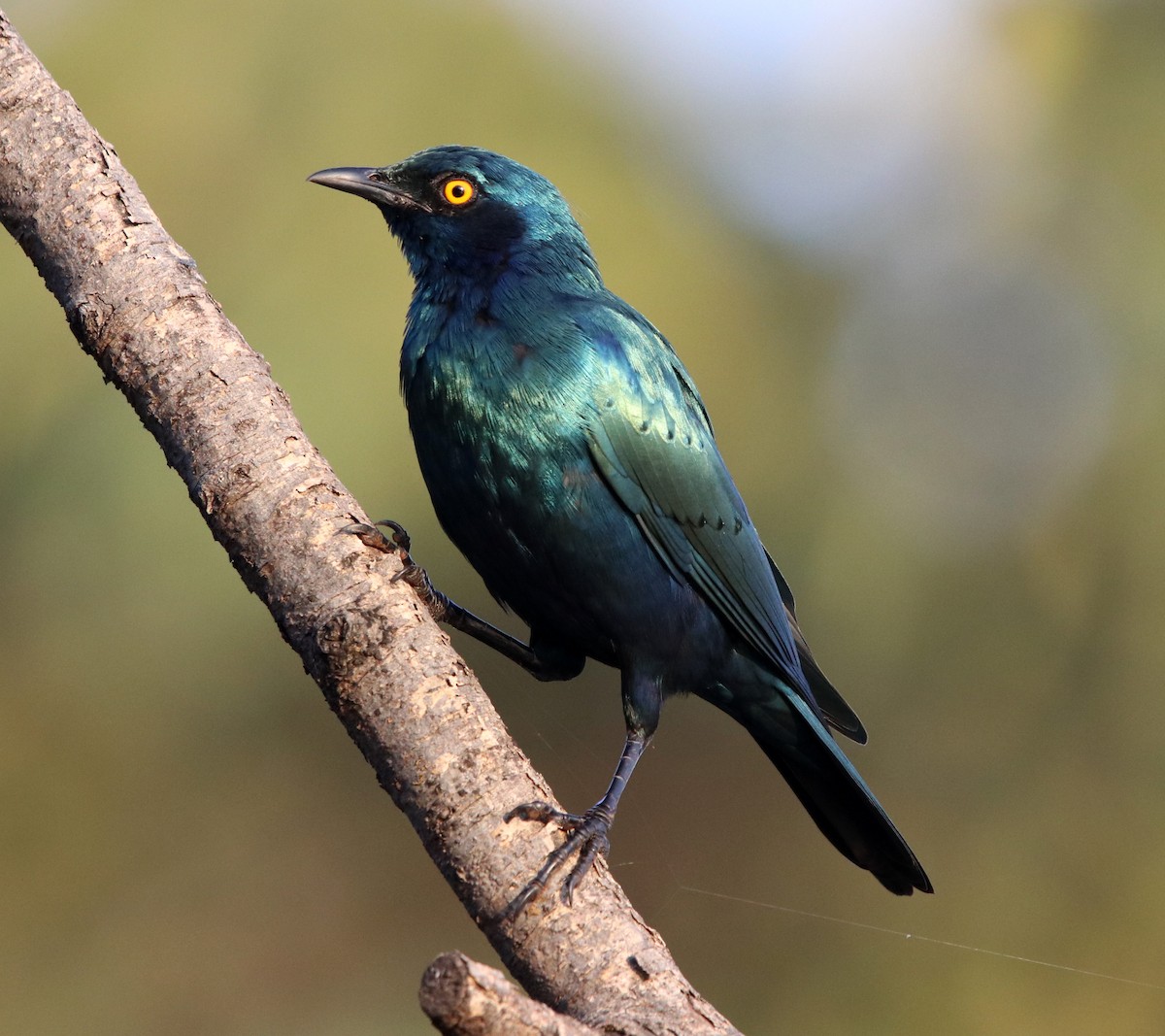 Lesser Blue-eared Starling - ML190695771