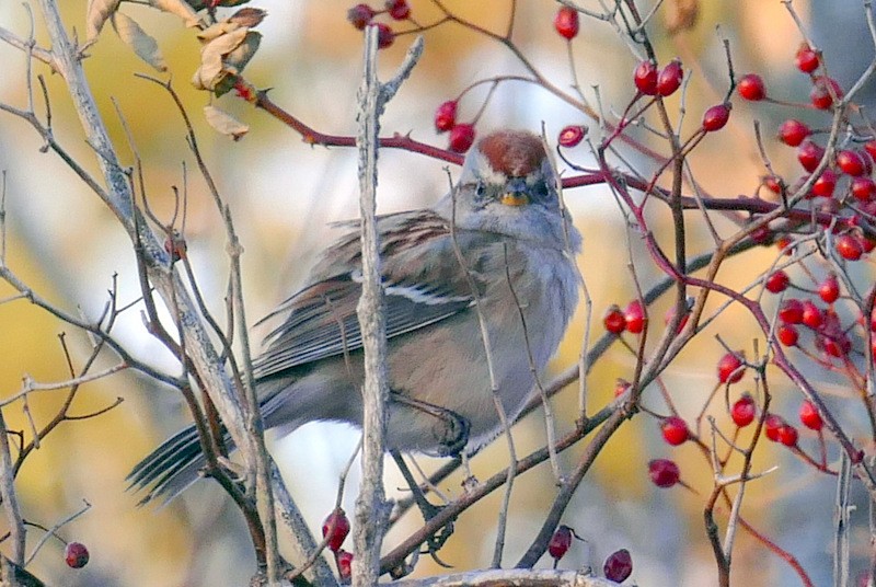 American Tree Sparrow - Brad Woodward