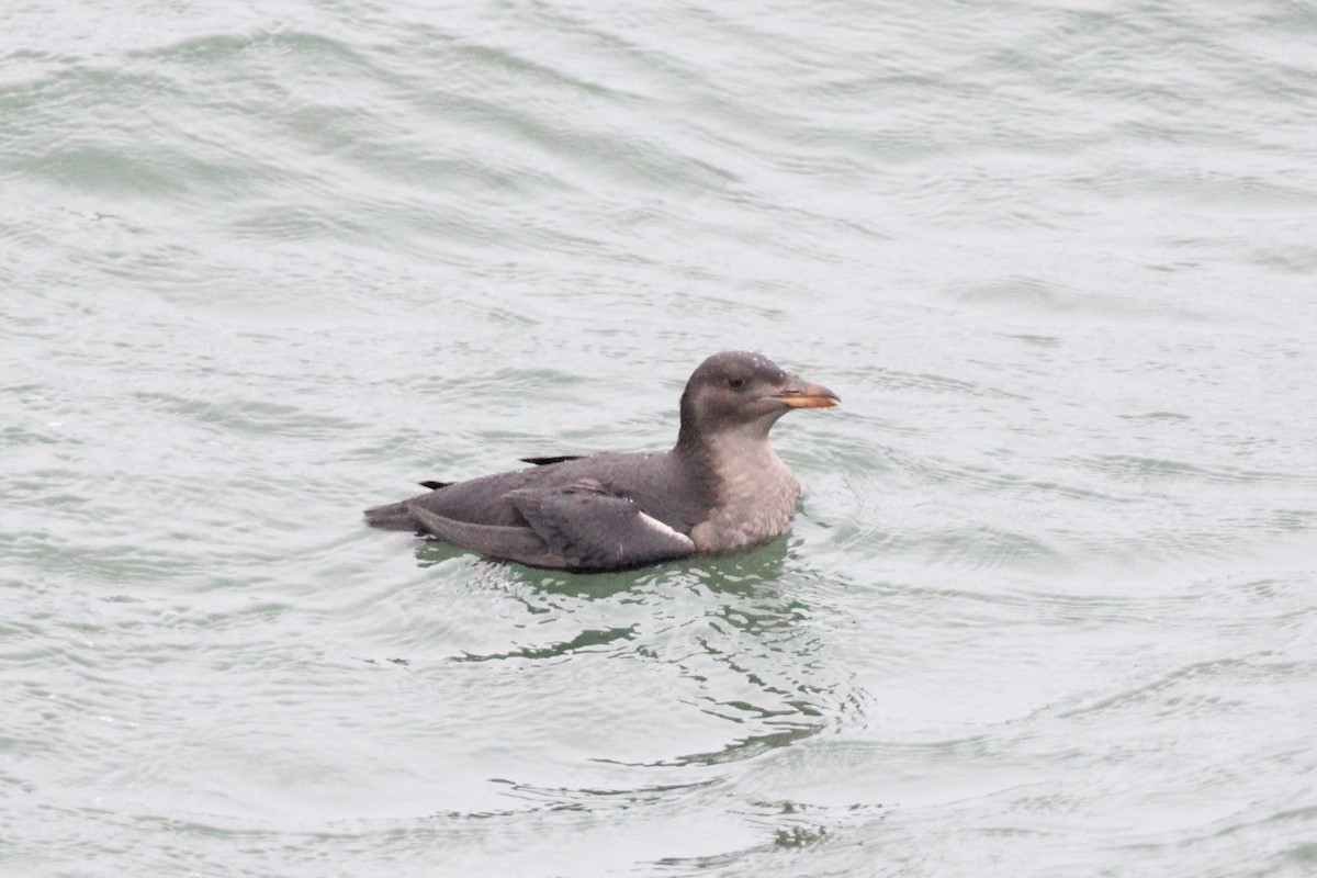 Rhinoceros Auklet - ML190697801