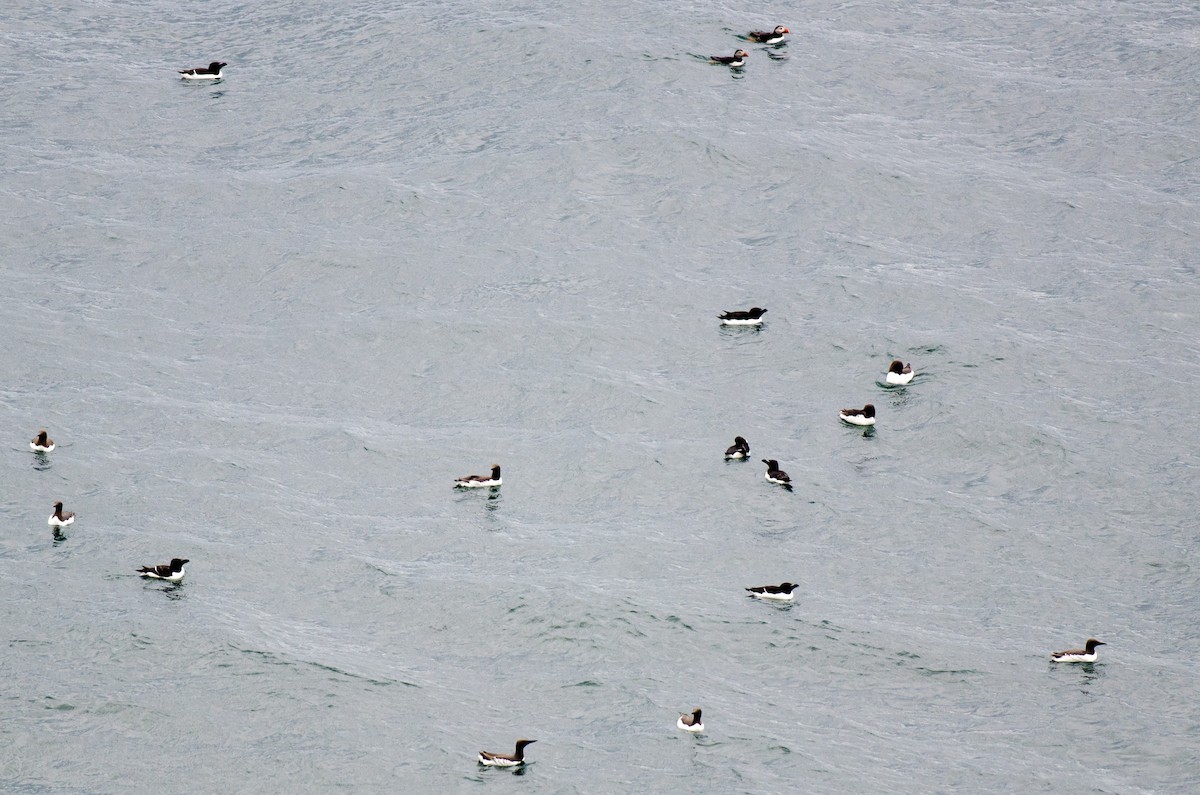 Razorbill - Brian Carruthers