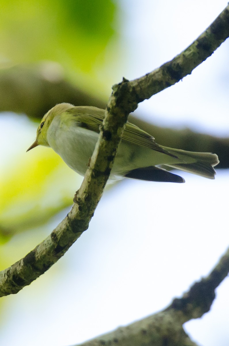 Wood Warbler - Brian Carruthers
