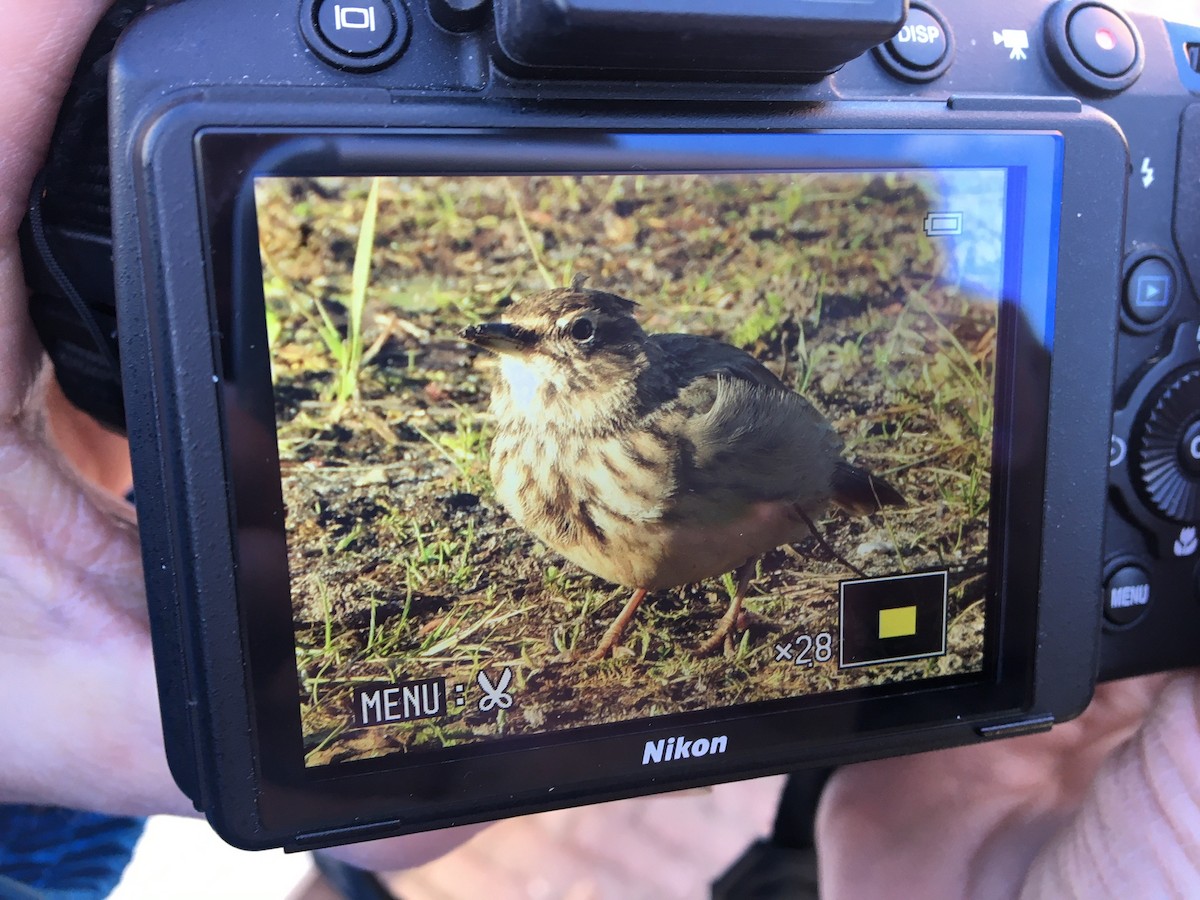 Crested Lark - ML190701551