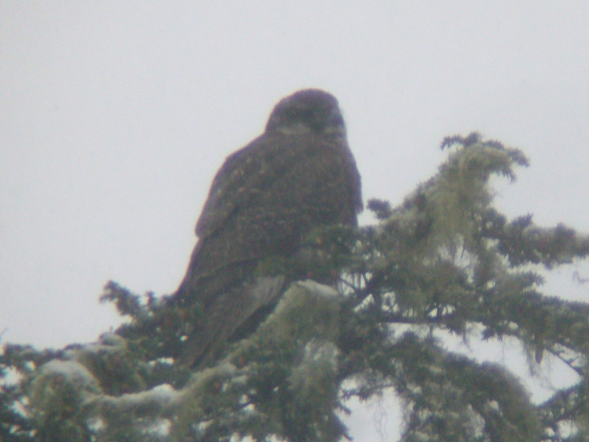 Gyrfalcon - Paul Suchanek