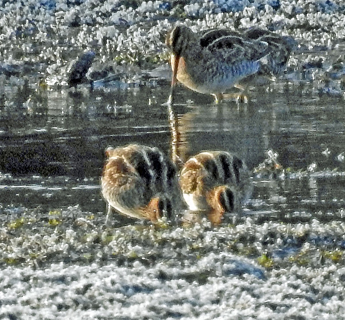 Wilson's Snipe - ML190703631