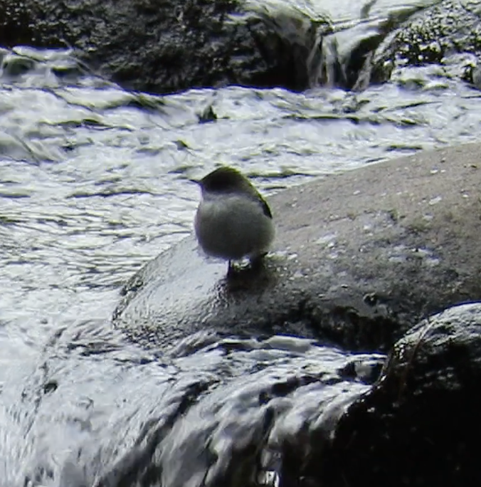 Torrent Tyrannulet - ML190703681