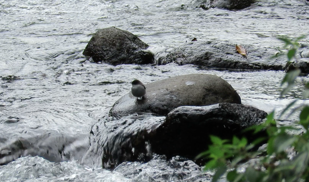 Torrent Tyrannulet - ML190703701