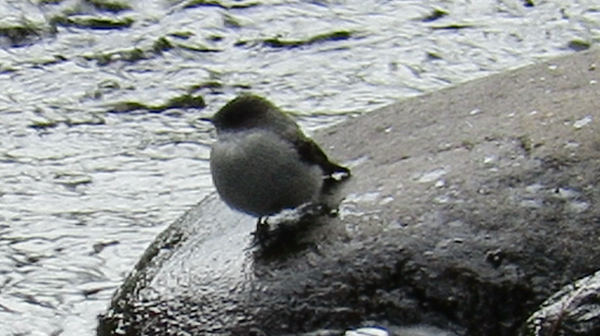 Torrent Tyrannulet - ML190703711