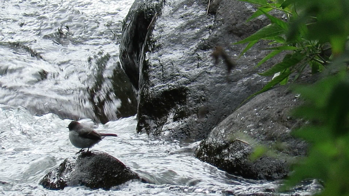 Torrent Tyrannulet - ML190703731