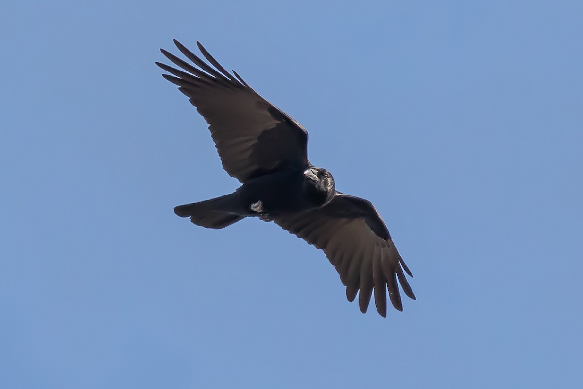 Turkey Vulture - ML190705141