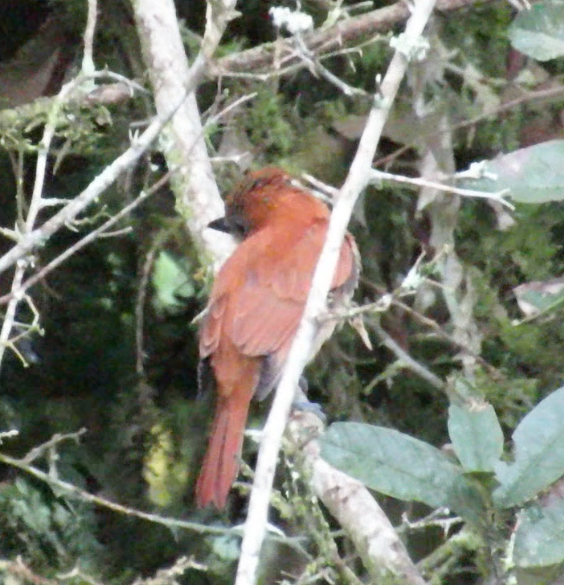 Anambé Unicolor - ML190705251