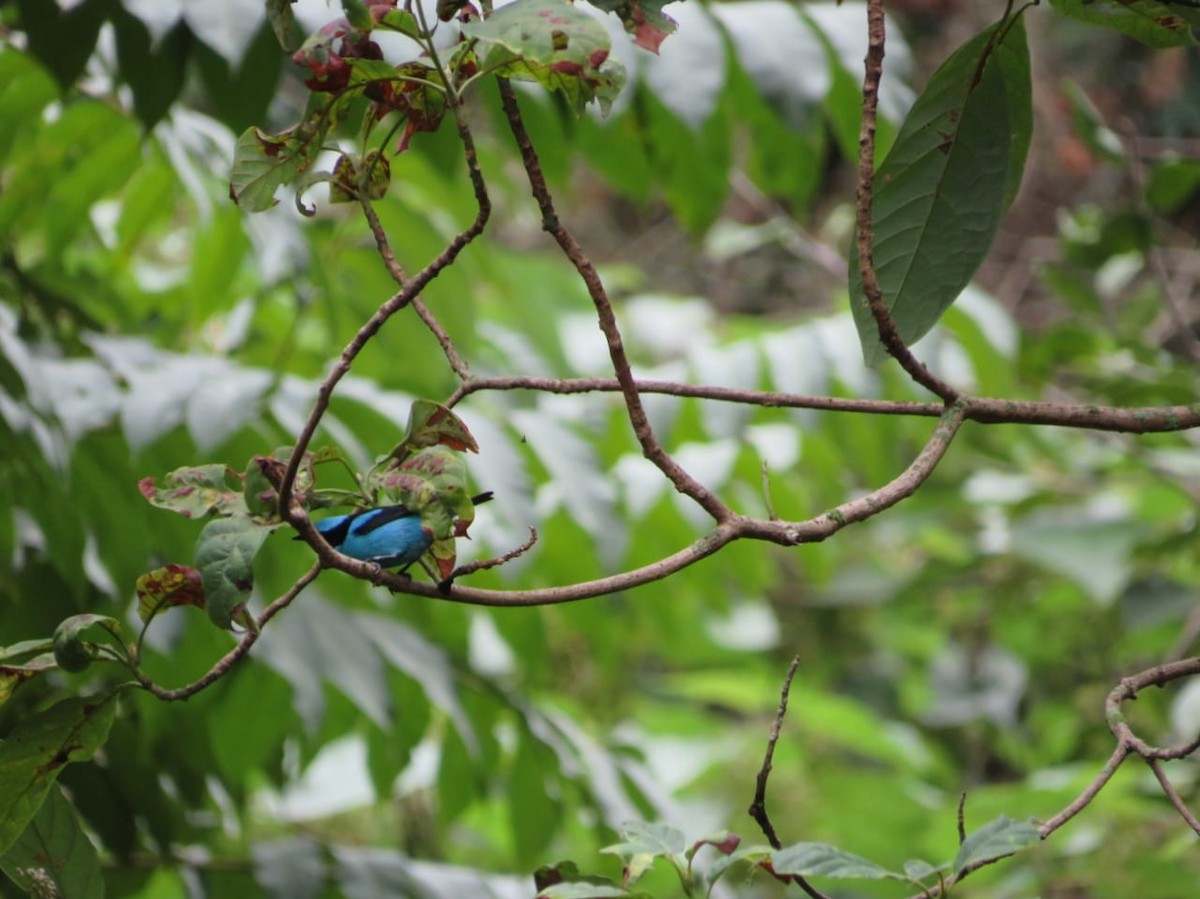 Turquoise Dacnis - ML190705431