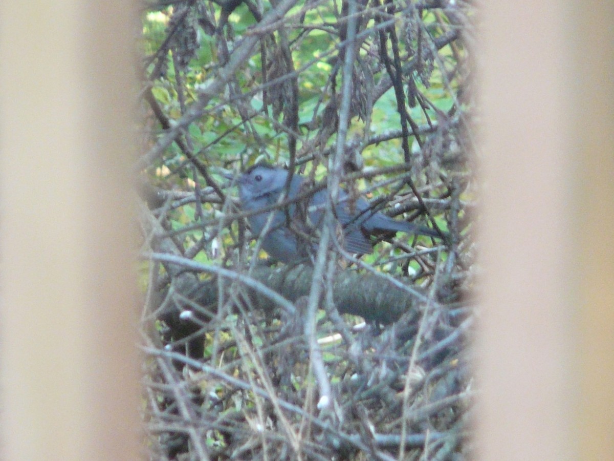 Gray Catbird - ML190706711