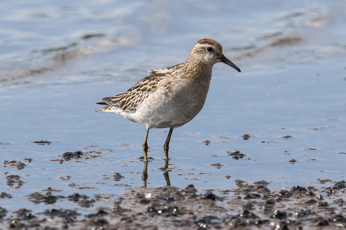 Sharp-tailed Sandpiper - ML190707321