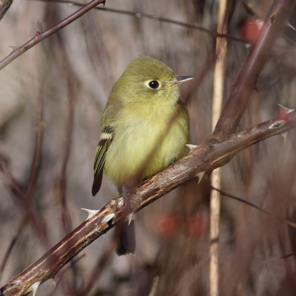 Western Flycatcher (Pacific-slope) - Manuel Morales