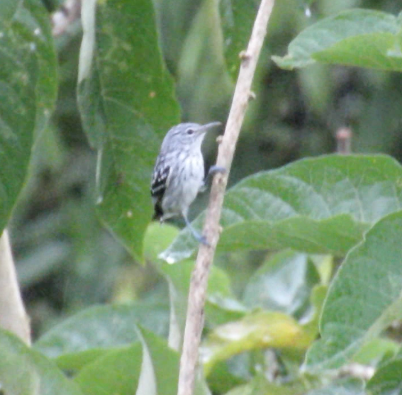 Pacific Antwren - ML190708401