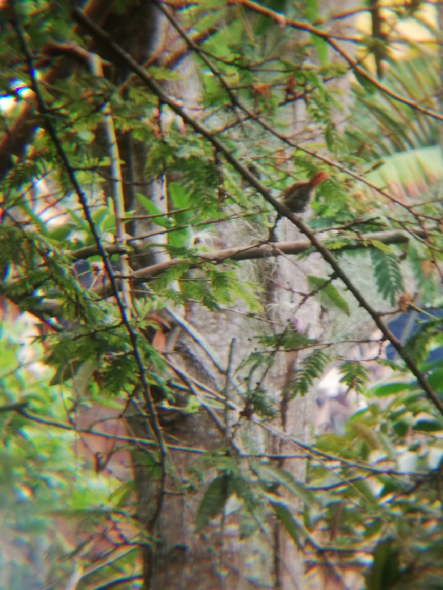 Azara's Spinetail - ML190708451