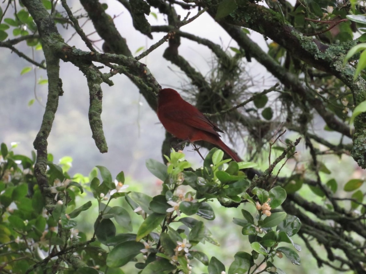 Summer Tanager - ML190708571