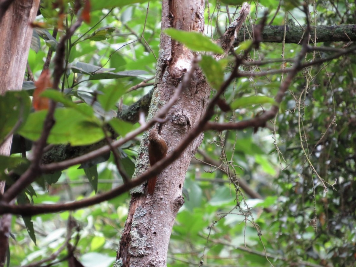 Montane Woodcreeper - Fredy Alexander Paez Moreno