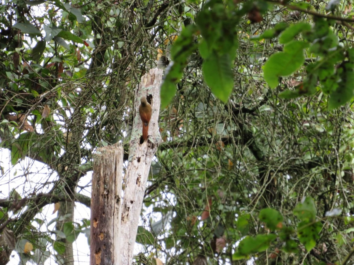 Montane Woodcreeper - ML190709201