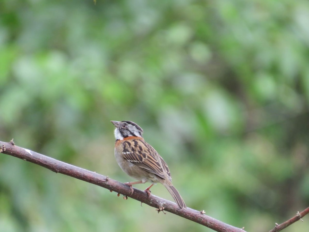 Rufous-collared Sparrow - Fredy Alexander Paez Moreno