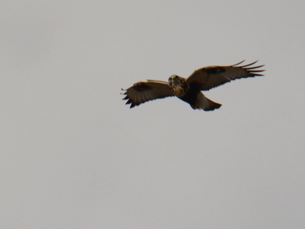 Rough-legged Hawk - ML190709761