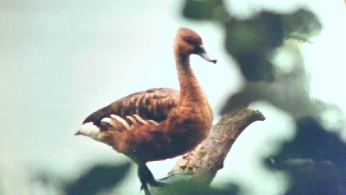 Fulvous Whistling-Duck - ML190710811