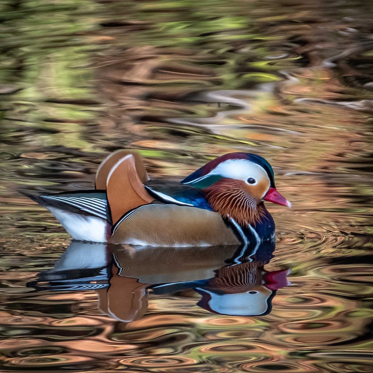 Mandarin Duck - ML190712311