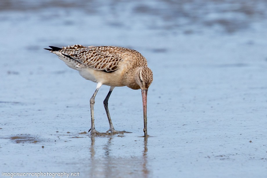 Bar-tailed Godwit - Imogen Warren