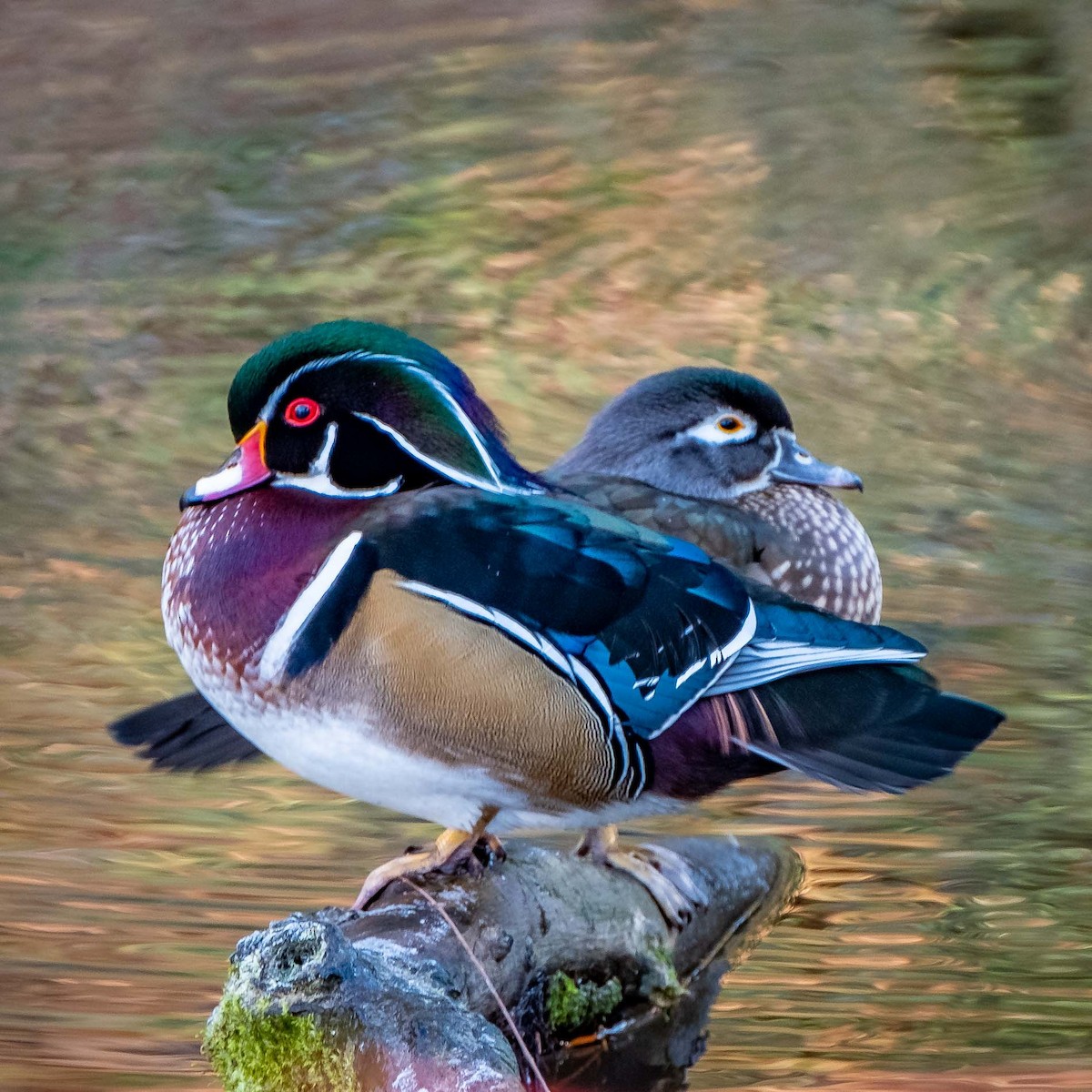 Wood Duck - ML190712711