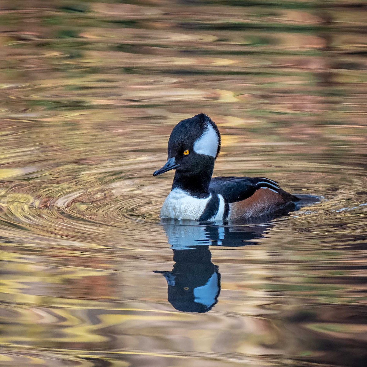 Hooded Merganser - ML190712731